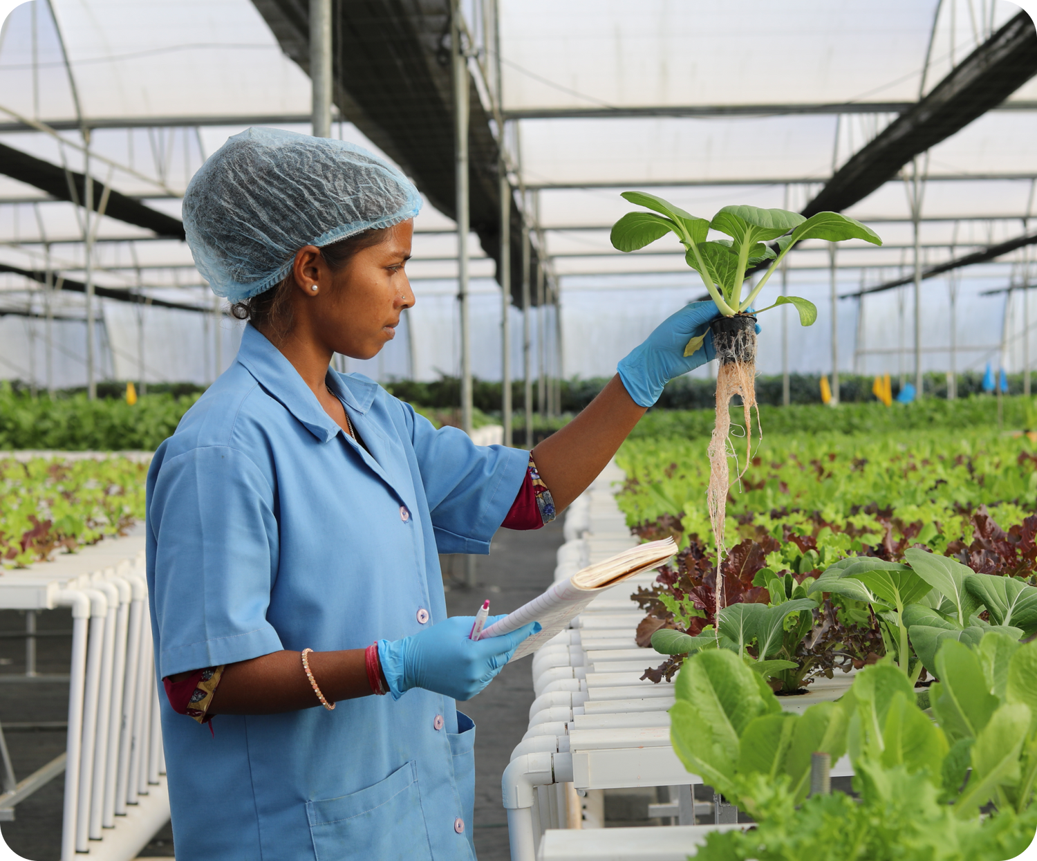 Why Hydroponic Greens Are the Best Monsoon Vegetables - Frais Farms