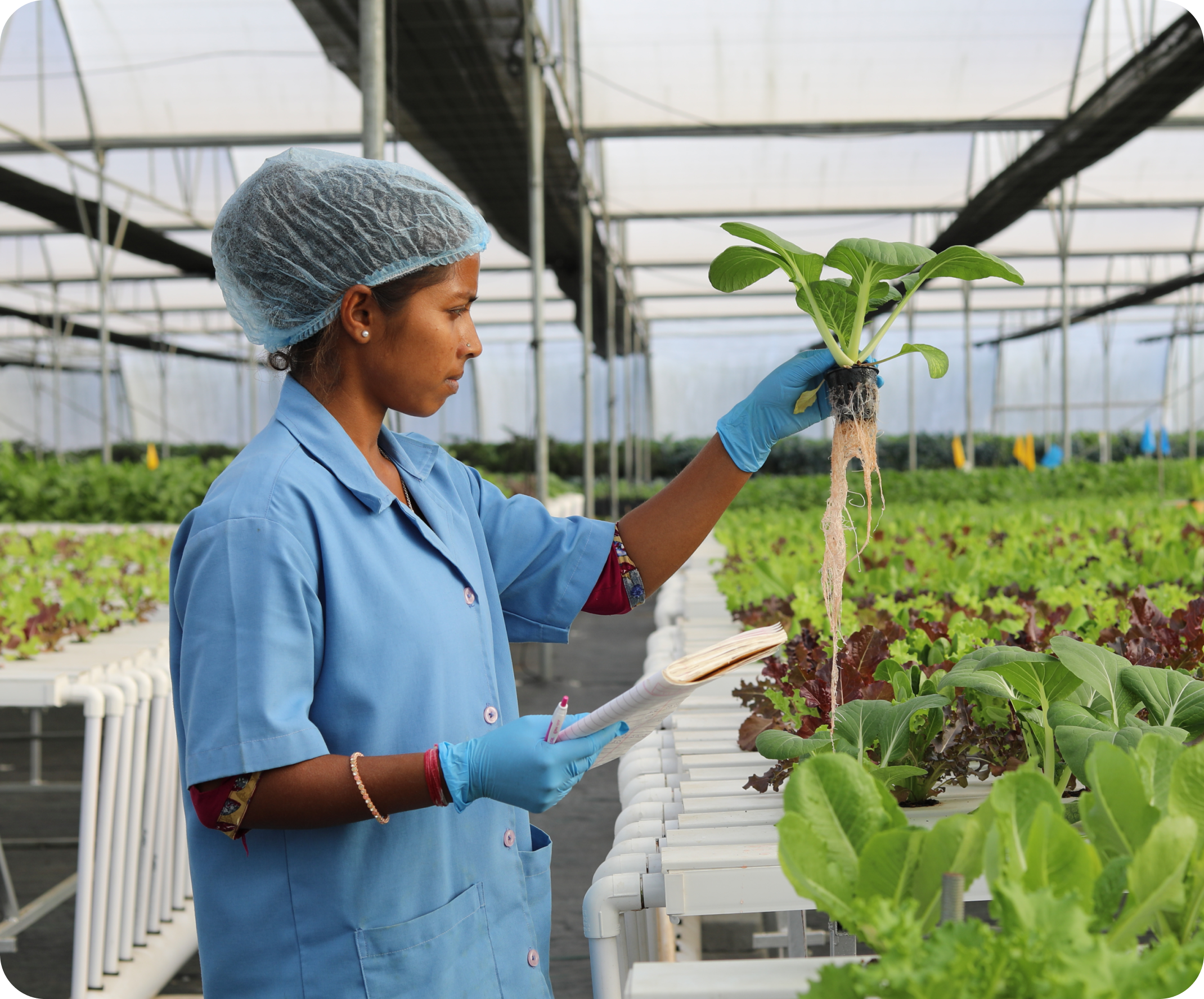 Why Hydroponic Greens Are the Best Monsoon Vegetables - Frais Farms
