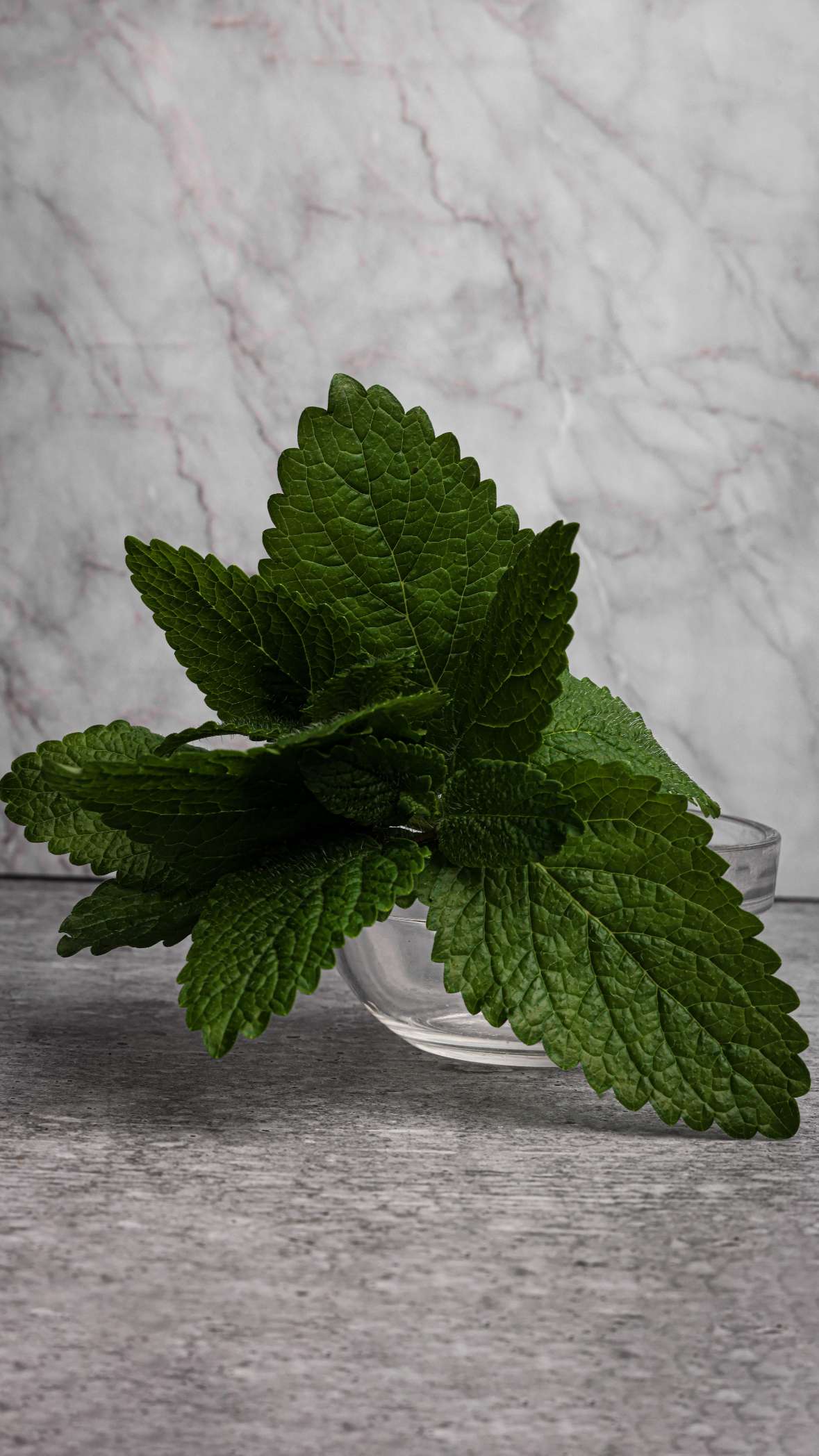 Lemonbalm