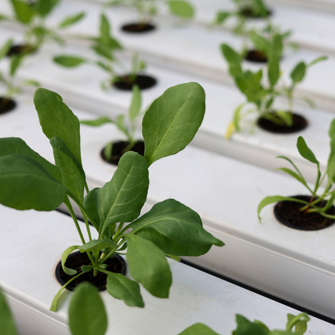 Baby Spinach