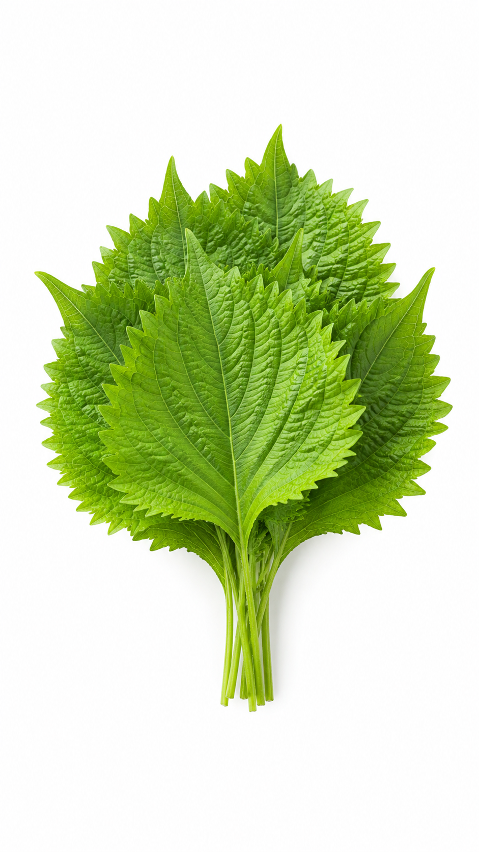 Green Shiso (Green Perilla Leaves)