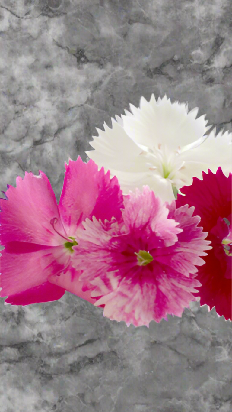 Edible Flowers (Dianthus)