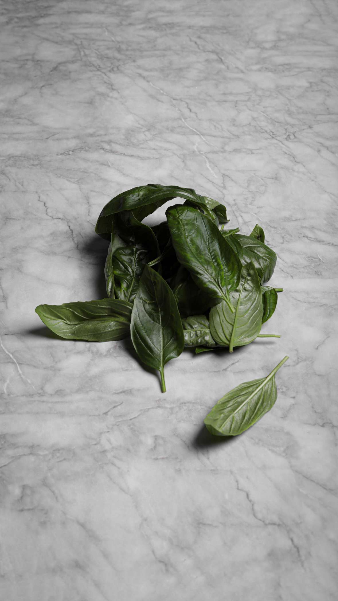 Italian Basil Big