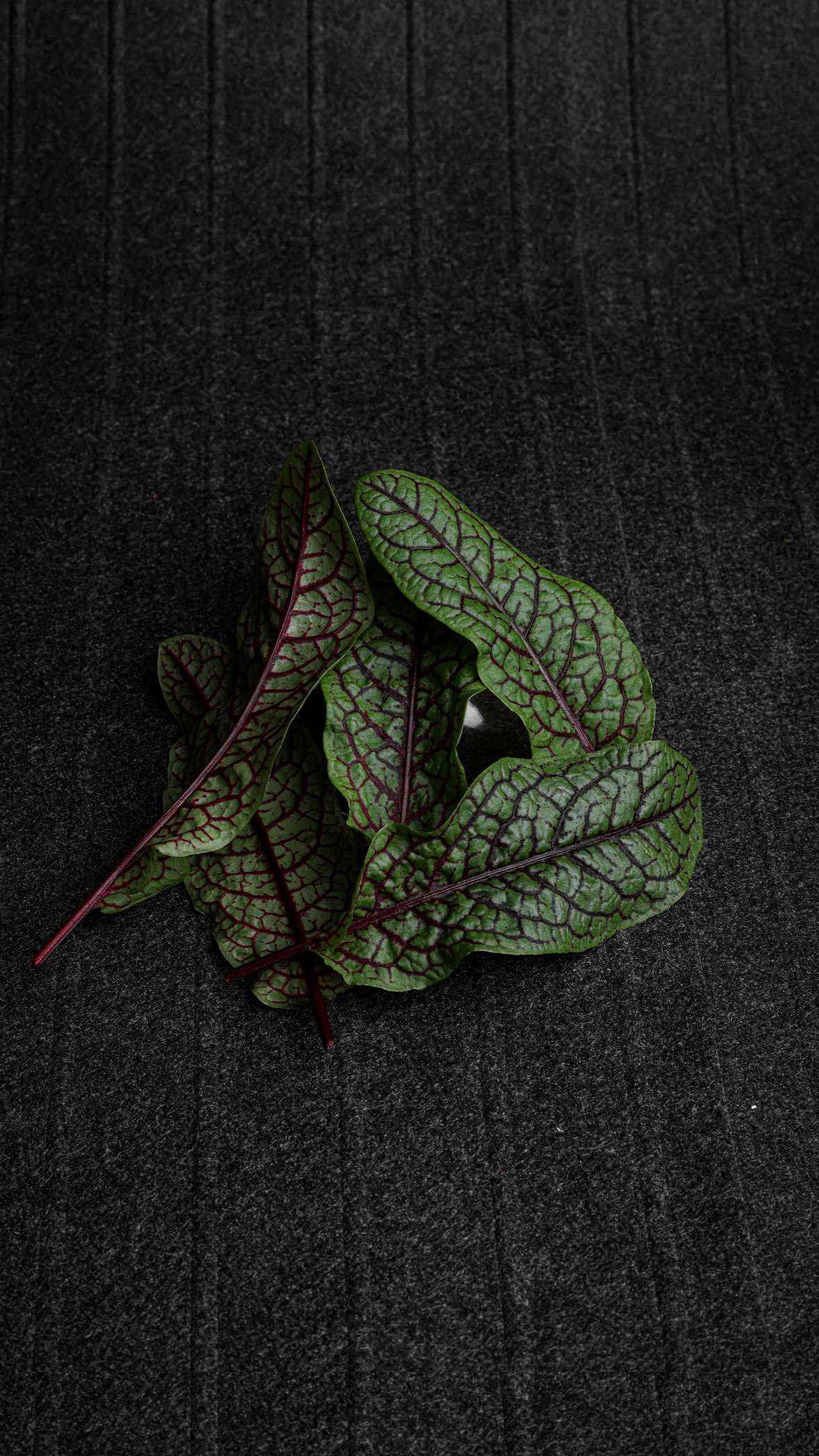 Red Veined Sorrel