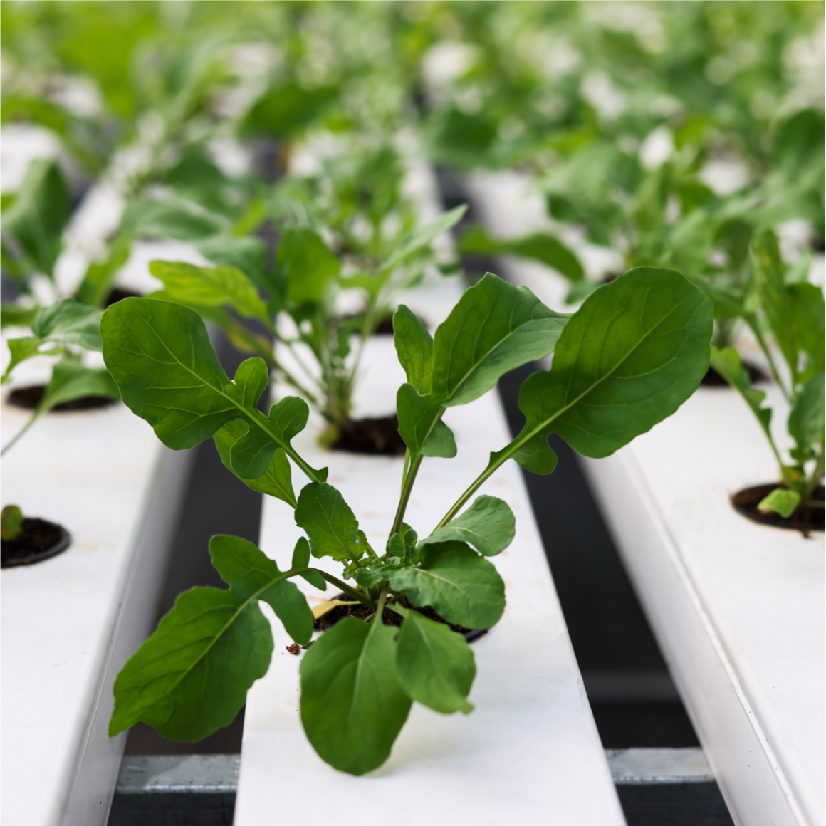 Arugula