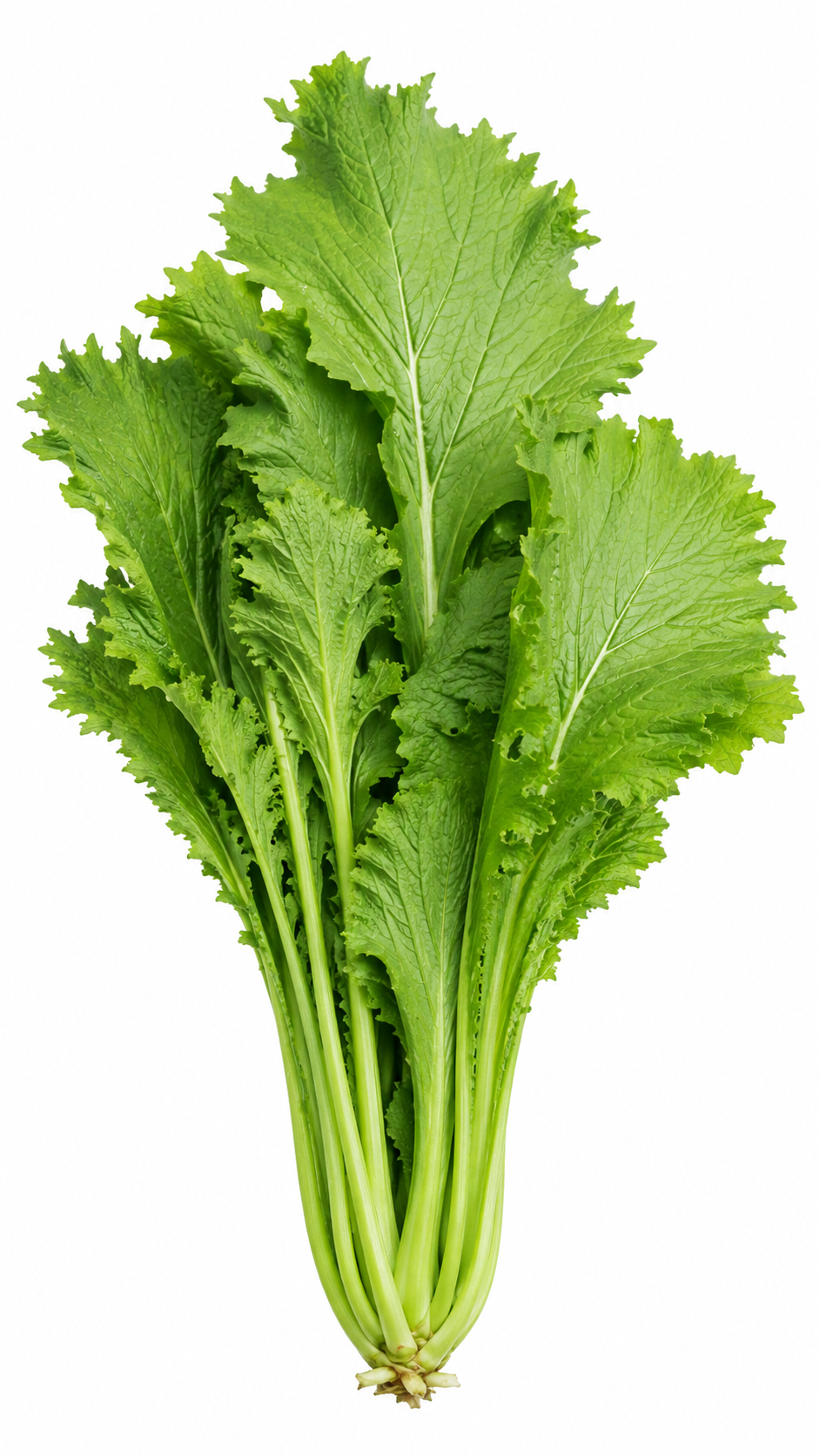 Wasabina Mustard leaves