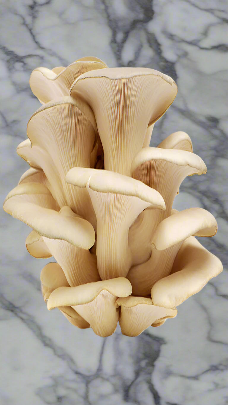 Oyster Mushrooms