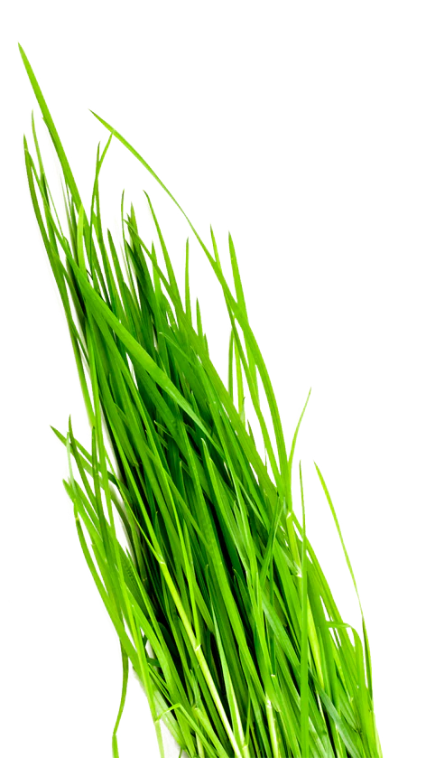 Wheatgrass
