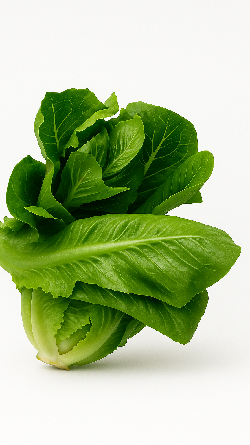 Romaine