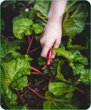 Rooted in Freshness: Unveiling the World of Hydroponic Farming