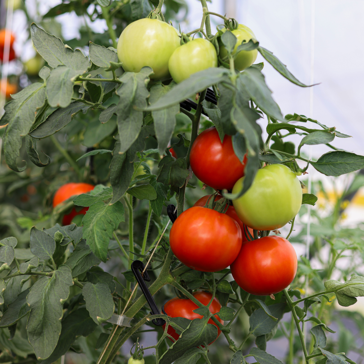 Beefsteak Tomatoes