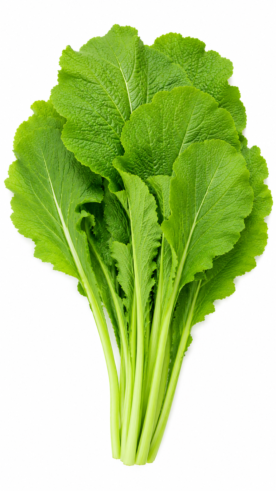 Broad Mustard leaves