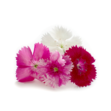 Edible Flowers (Dianthus)