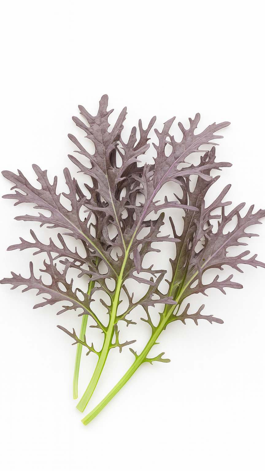 Frilly Mustard leaves