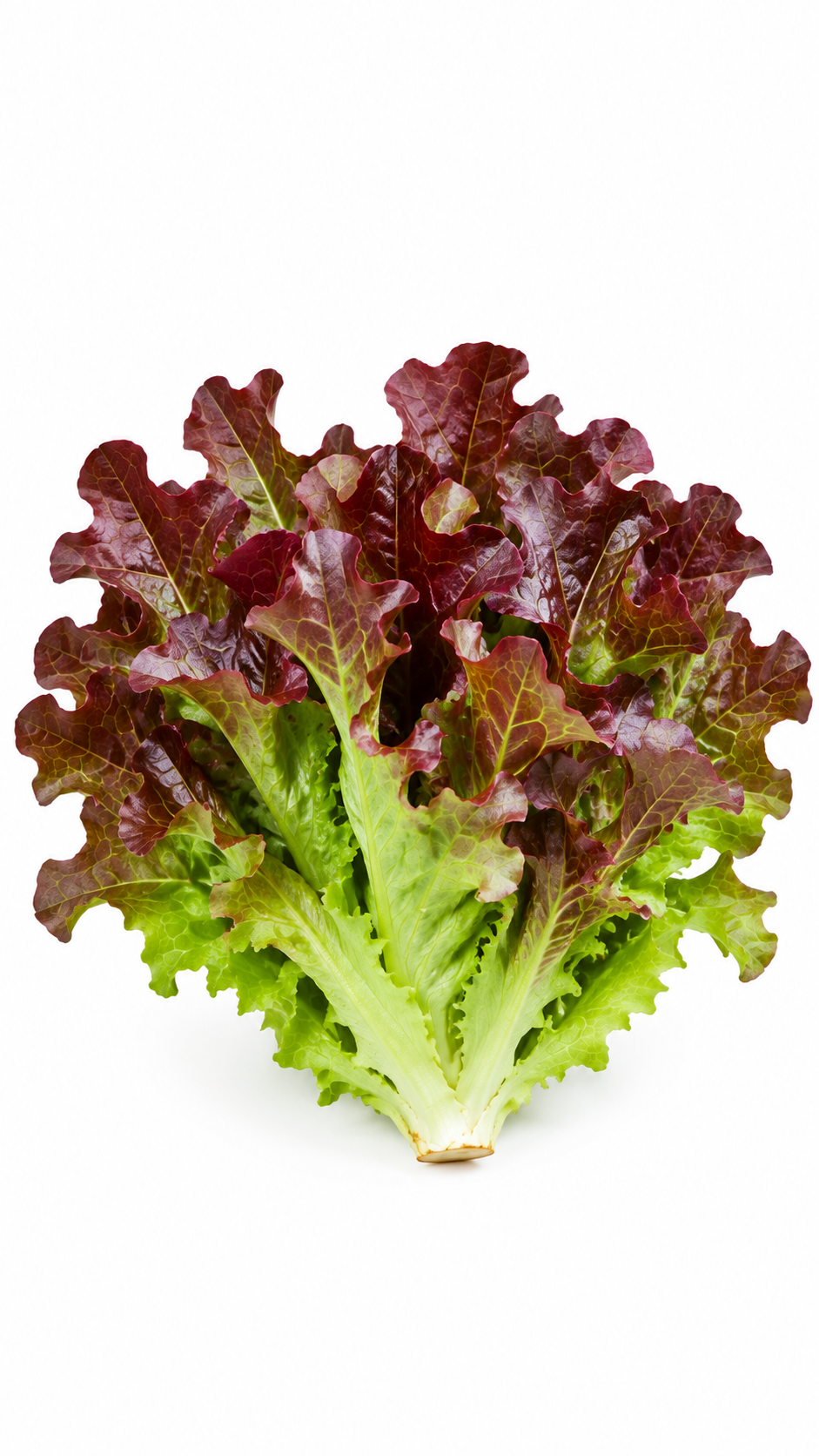 Oakleaf Red