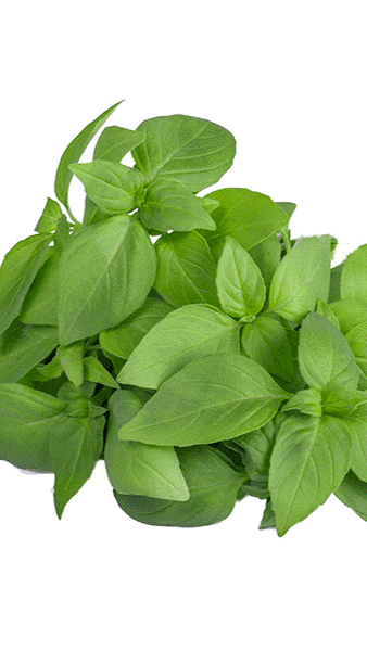 Lemon Basil