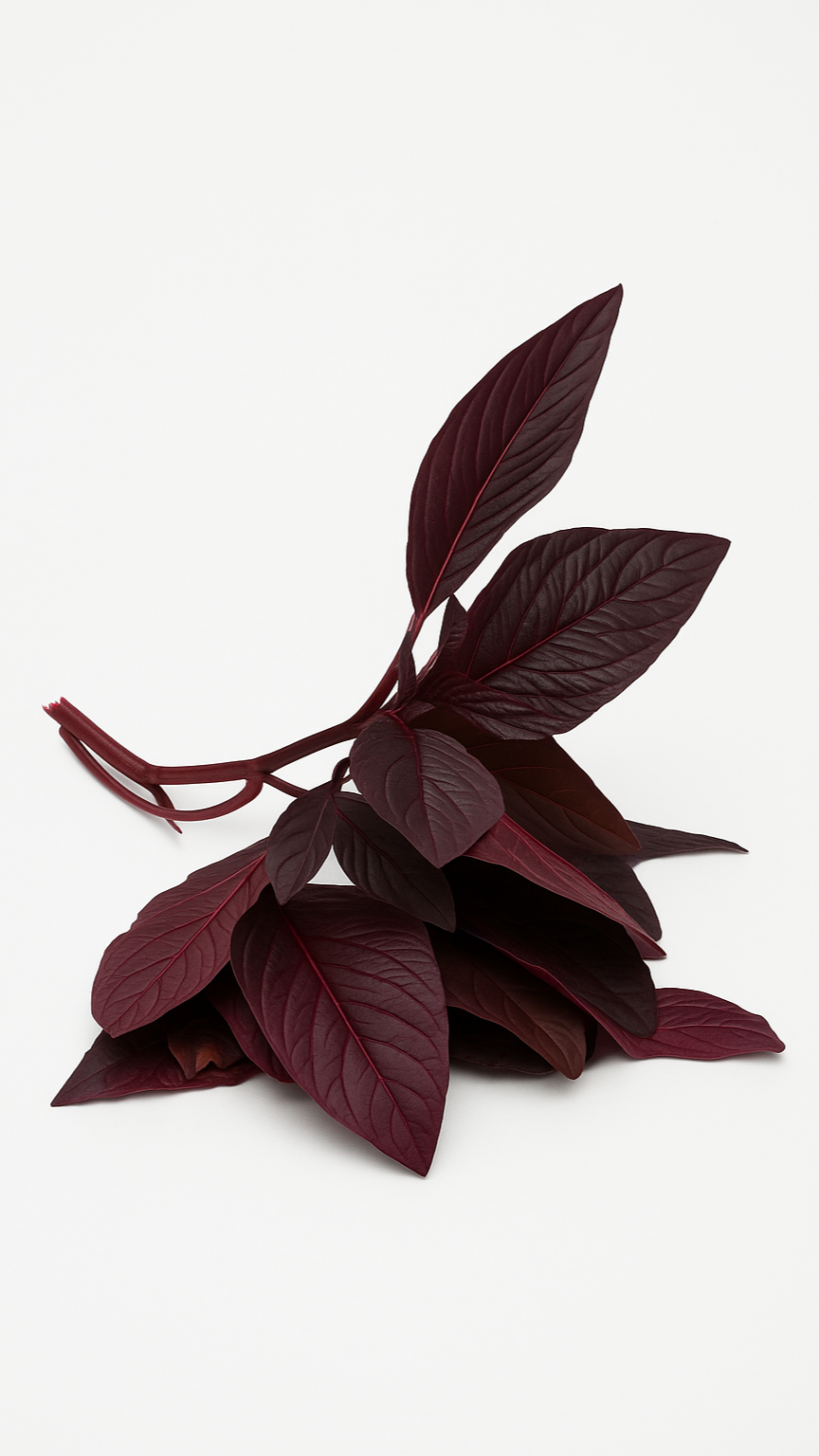 Red Amaranthus