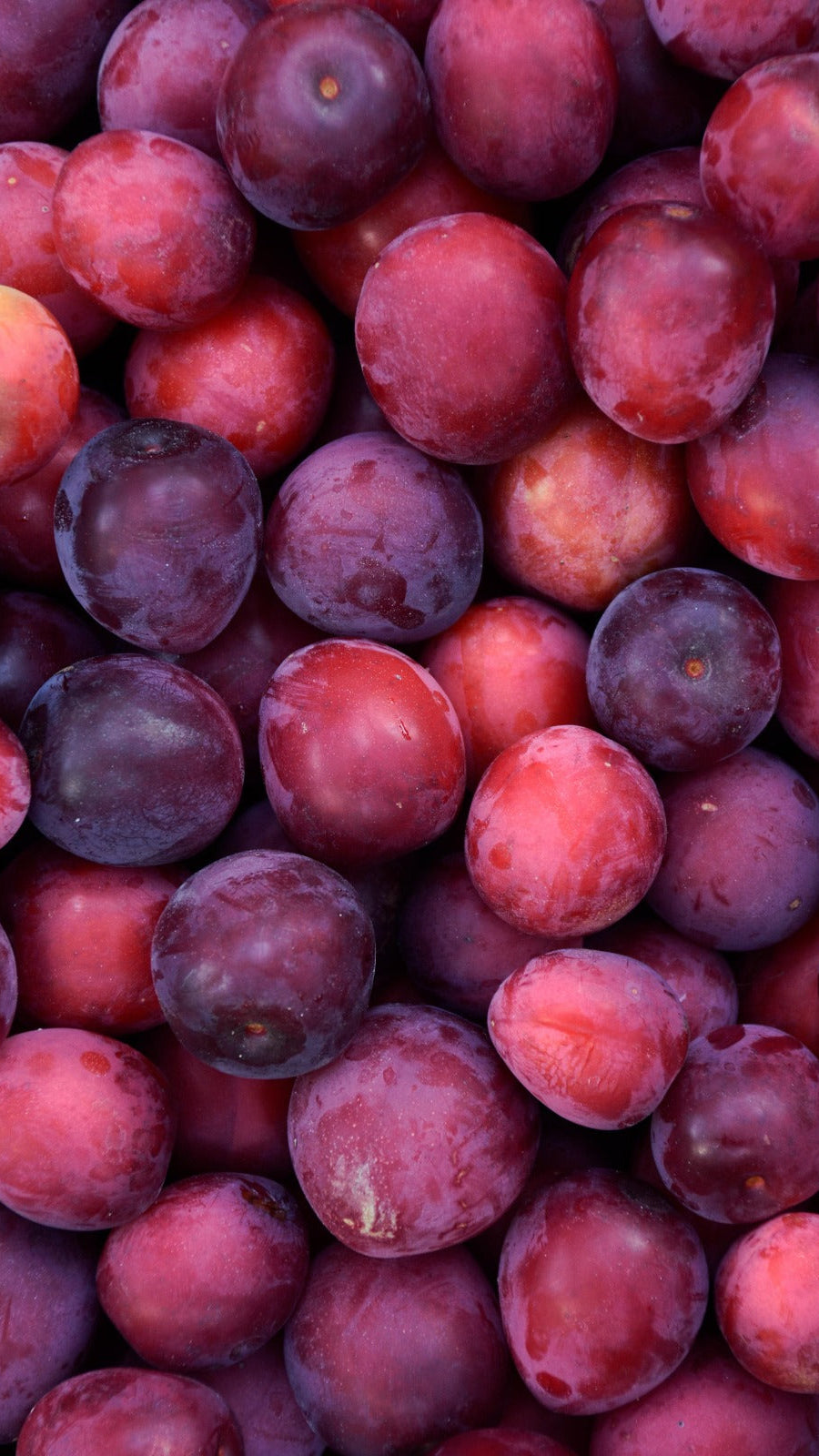 Spanish Red Plums - Imported