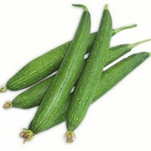 Sponge Gourd (Galka)